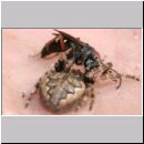 Episyron rufipes - Wegwespe w25 mit Spinne auf der Hand.jpg